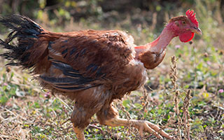 Naked Neck (Turken)