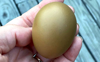 olive egger