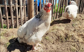 chicken sitting like a penguin