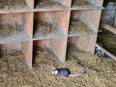 Possums