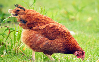 Rhode Island Red