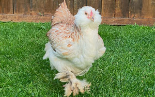 faverolles chicken with feathered feet