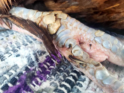 Scaly Leg Mites