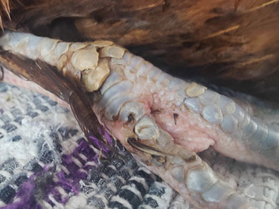 Scaly Leg Mites