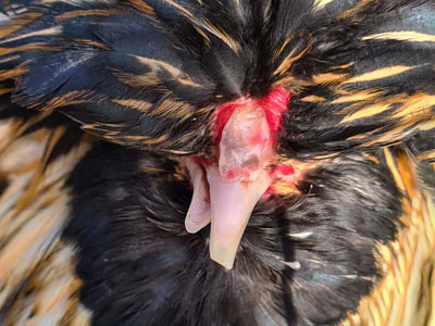 polish chicken with scissor beak