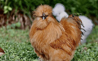 Silkie