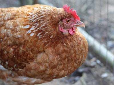 Chicken with enlarged crop suffering from sour crop