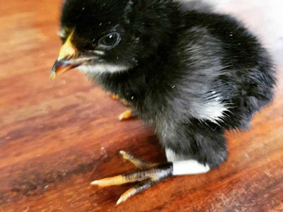 small chick with spraddle legs and bandage