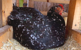 Stop laying eggs