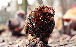 Bearded d'Uccle Bantam