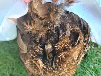 Vent of a chicken with vent gleet