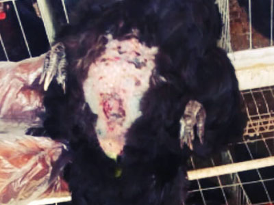 Swollen belly of a chicken due to ascites