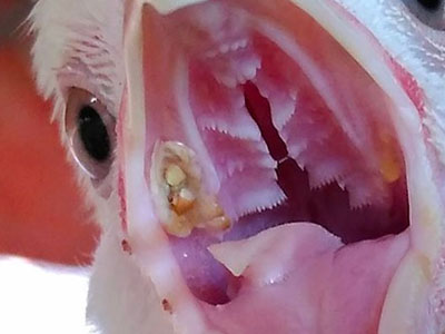 Wet Fowl Pox