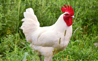 white chicken