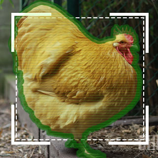 Chicken Breed Identifier by Picture [Free Online AI Tool] | Chicken Fans