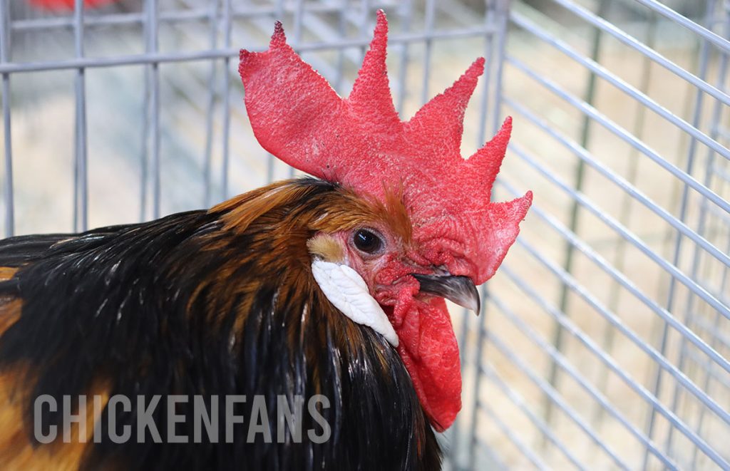 brabants hoen, rooster