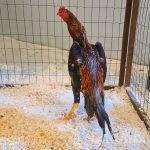 shamo rooster standing