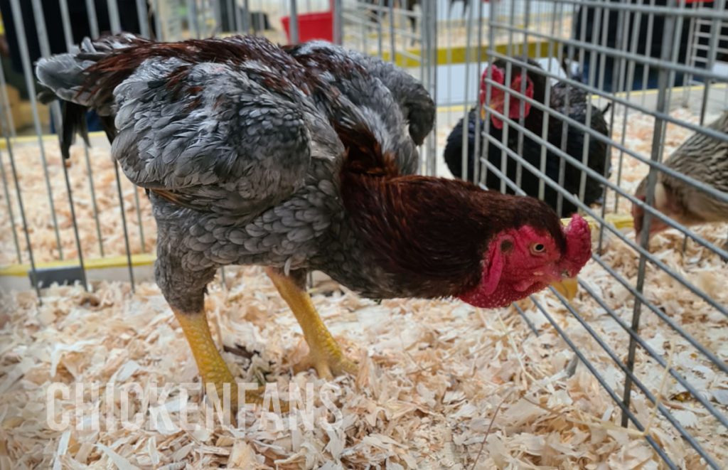 young blue red yamato gunkei rooster chicken