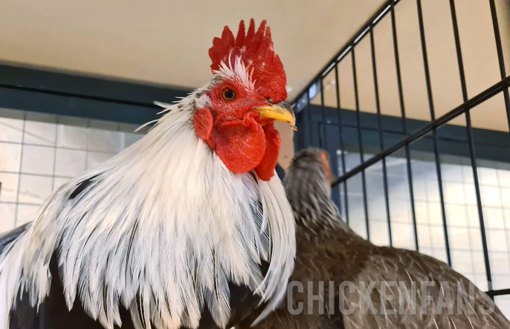 shoukoku rooster close up