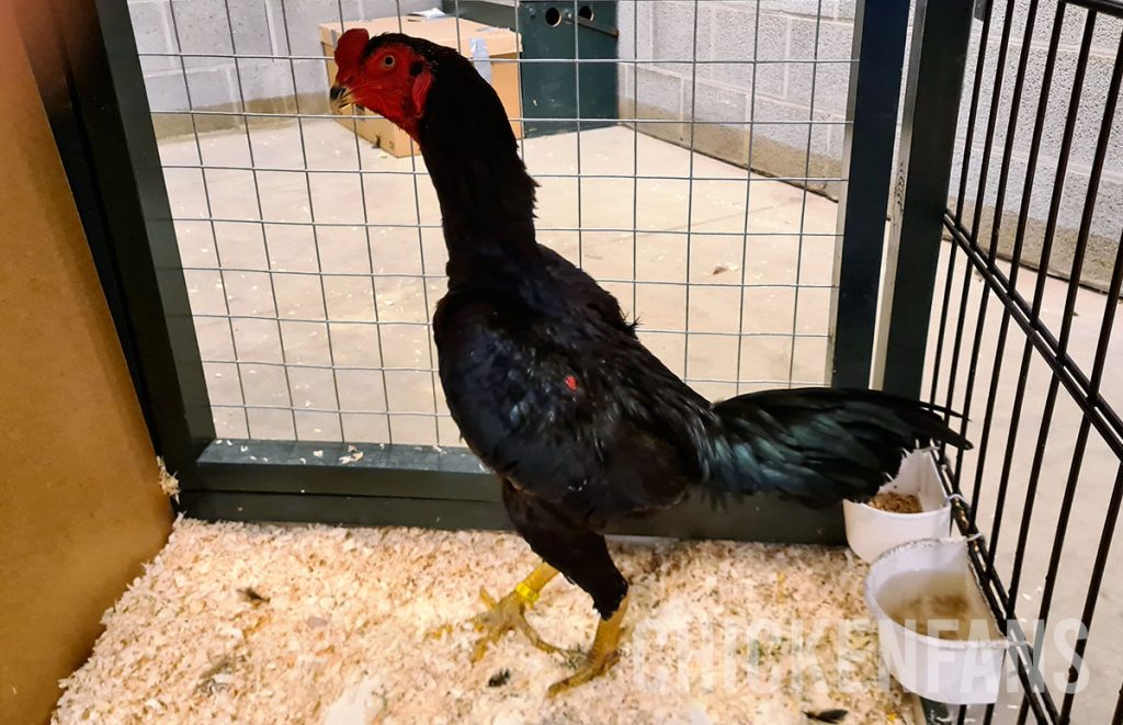 yakido chicken sideways